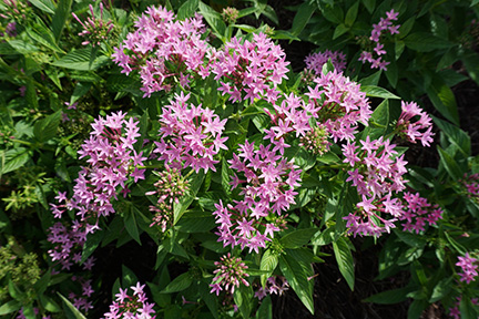 Pentas 4JPG